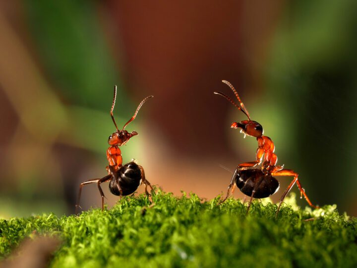Two ants shoot formic acid at each other on a bed of moss.