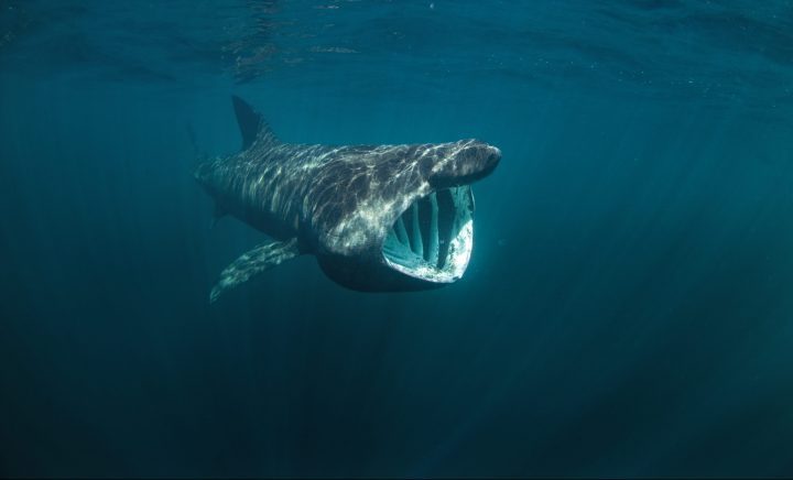 gray shark with mouth open swimming underwater