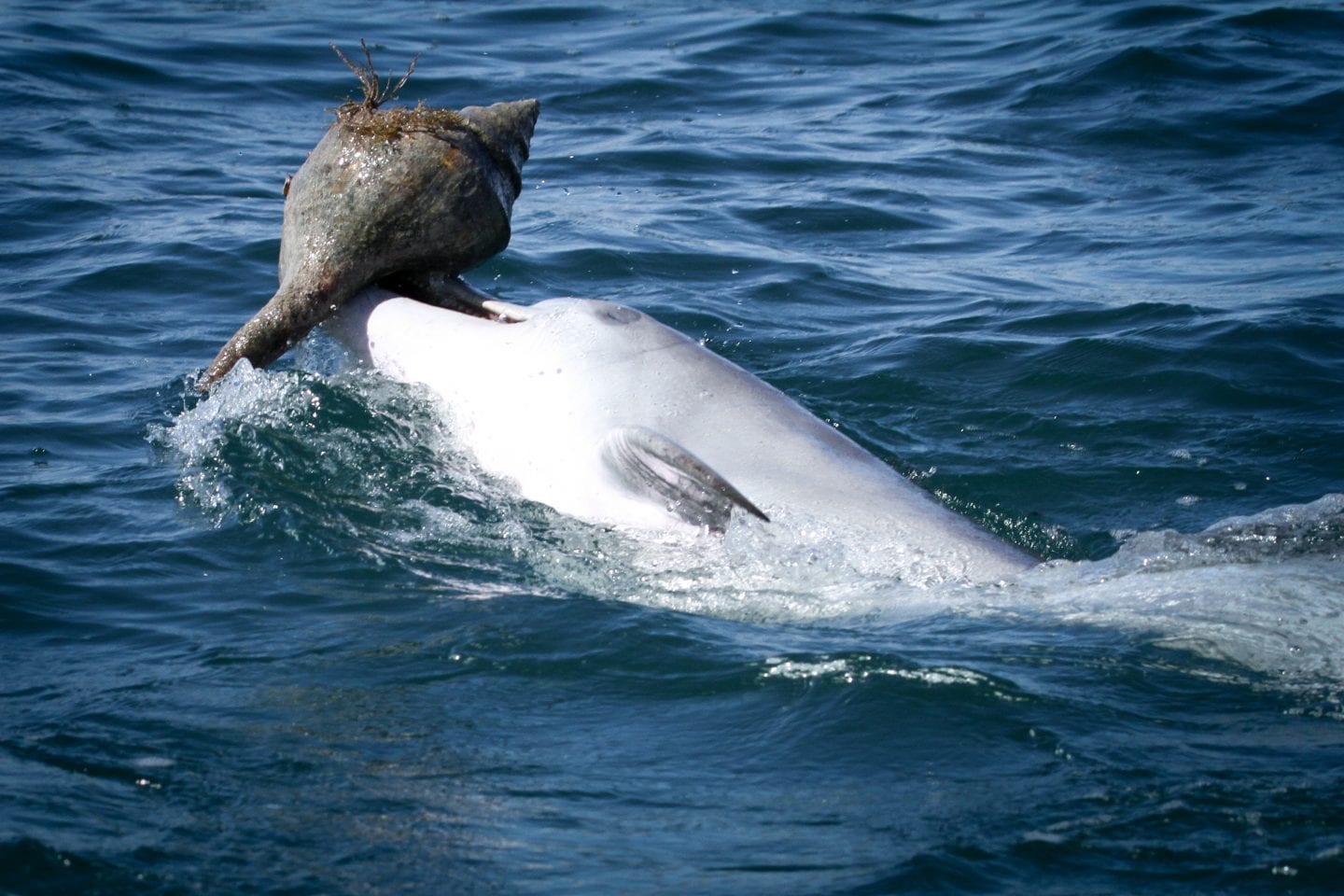 Bottlenose dolphin lifting a shell at the water's surface