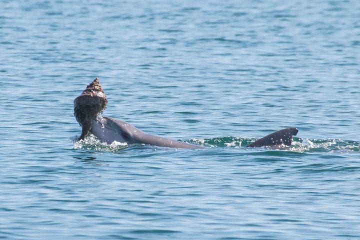 Bottlenose dolphin lifting a shell at the water's surface