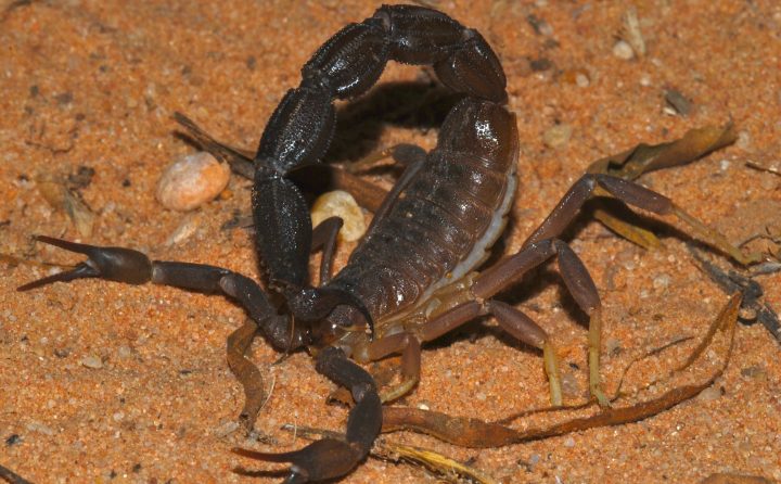 a dark brown thick-tailed scorpion with its tail positioned up over its head, standing in brownish red dry dirt