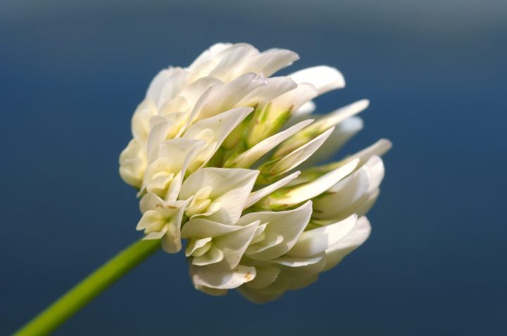 close up of a white clover bloom against a clear blue sky