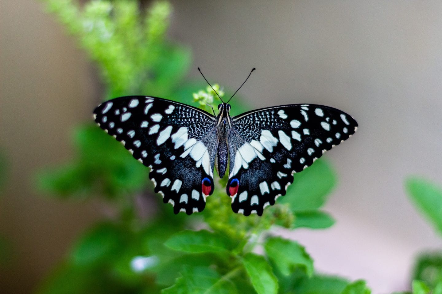 Insects