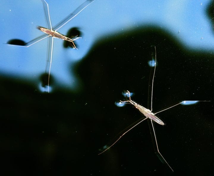 two water striders stand on water facing each other, the water reflects a blue and black background