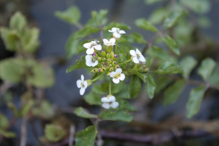 Watercress flowers