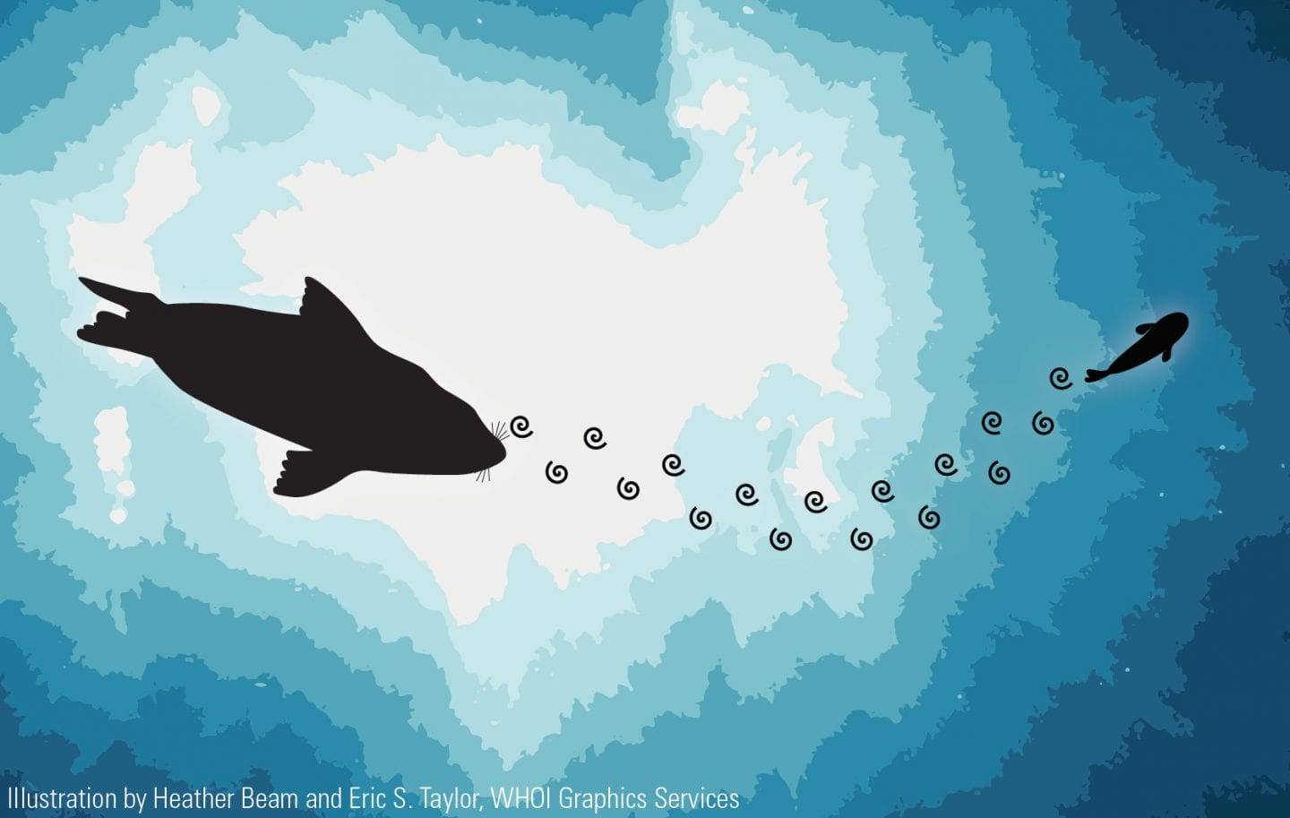 A drawing shows the swirls in the water left by a fish as a seal approaches