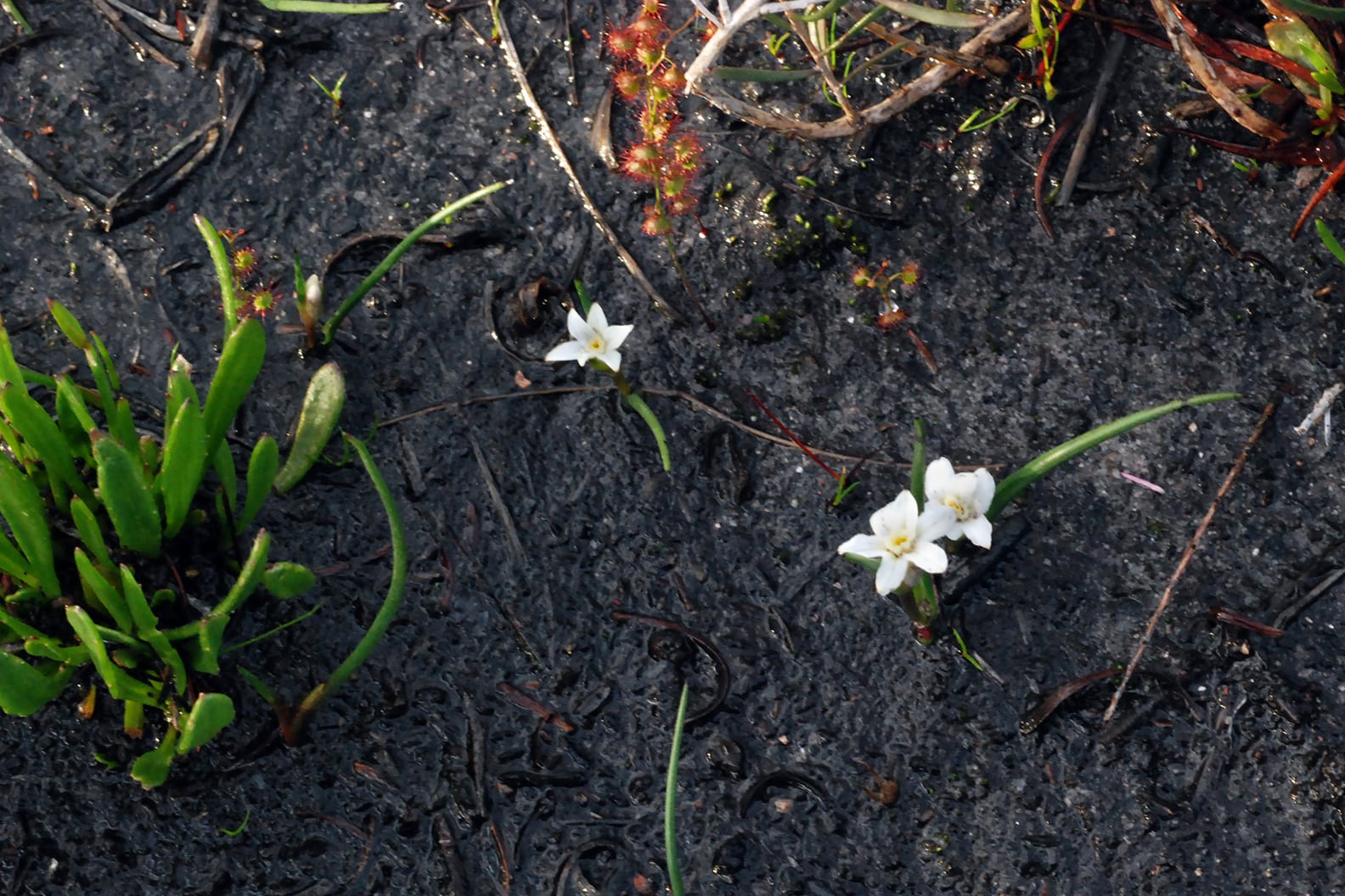 overhead view of rich dark soil after a wild fire with small white flowers popping up from the earth