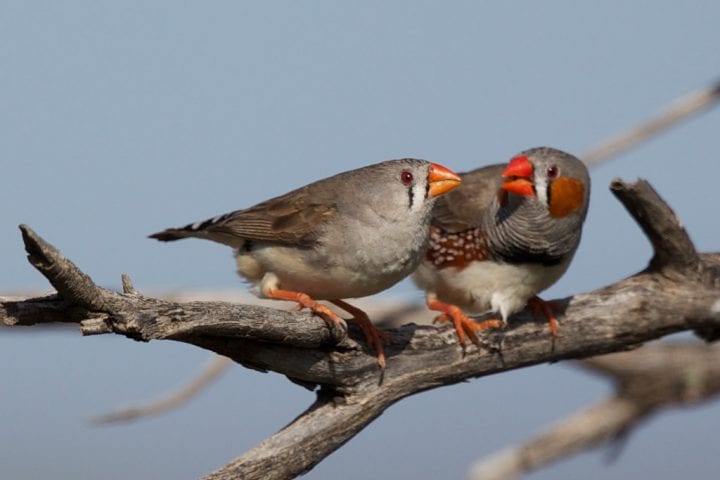 Two zebra finches with one singing