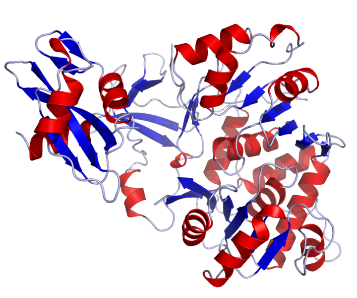 File:Firefly Luciferase Crystal Structure.rsh.png