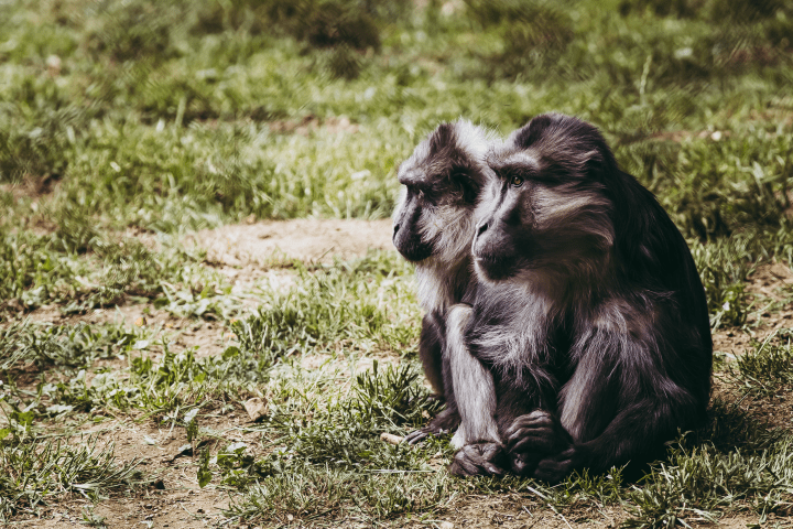 two black and white monkeys sit next to each other in the grass