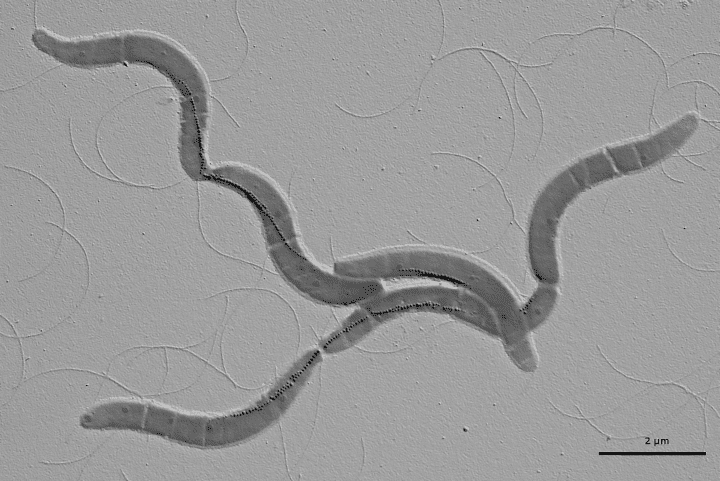 black and white microscopic image of bacteria