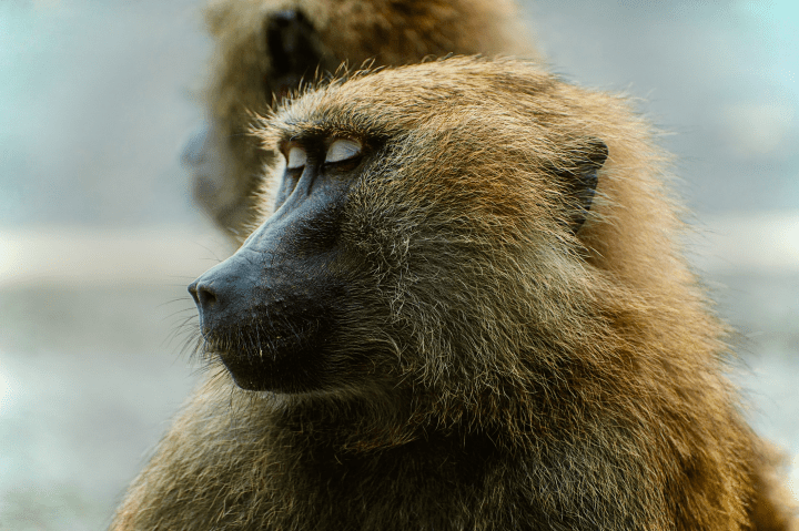 brown and black monkey during daytime