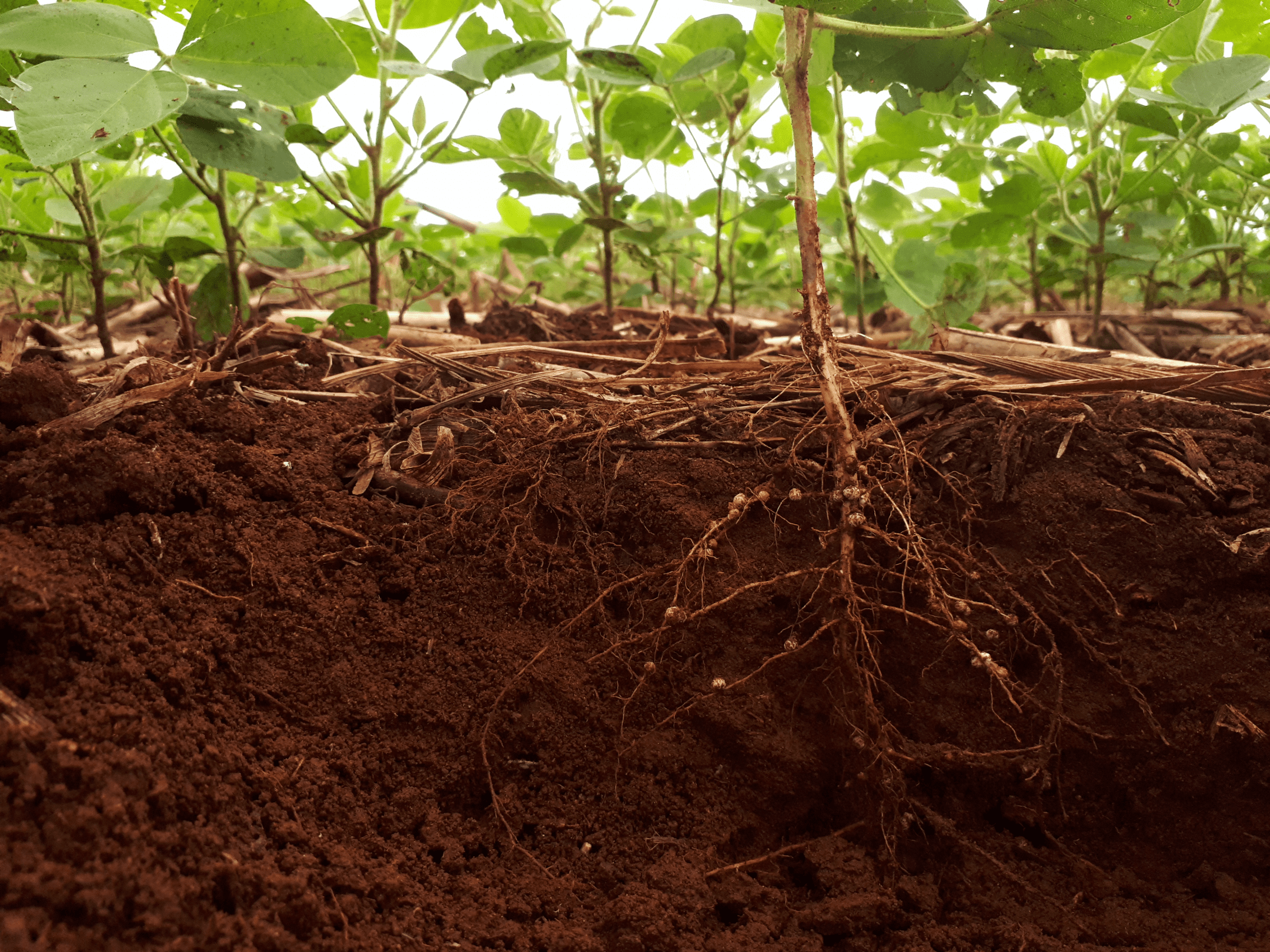 photograph of green plants and their roots in the reddish-brown dirt