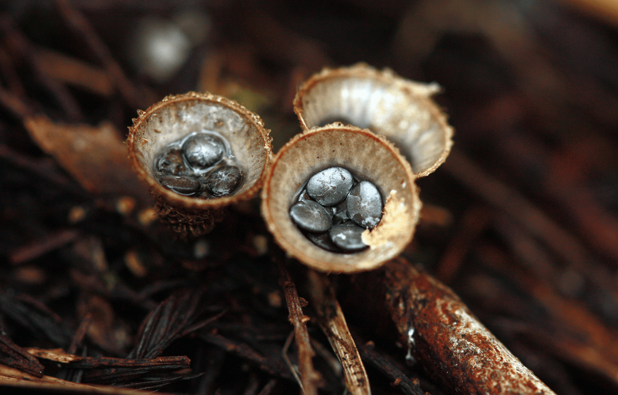 close up photography of fungus on a tree branch