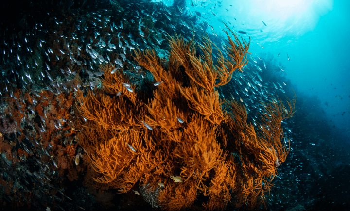 underwater photograph of black coral surrounded by fish