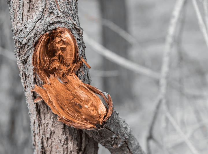 brown broken tree trunk