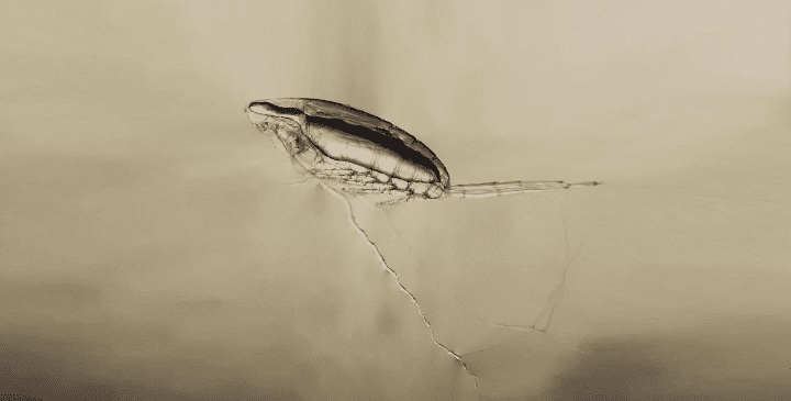 microscopic photograph of aquatic bug