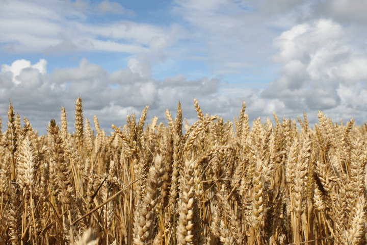photograph of grain plants and cloudy sky during day