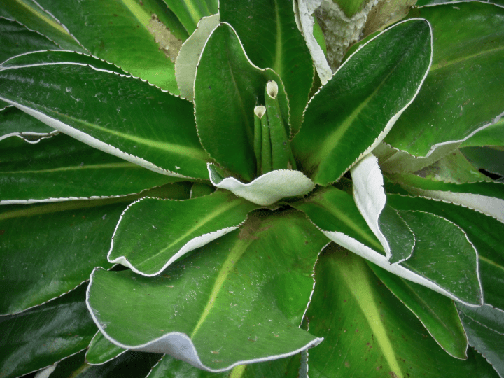 close up photograph of a large green plant