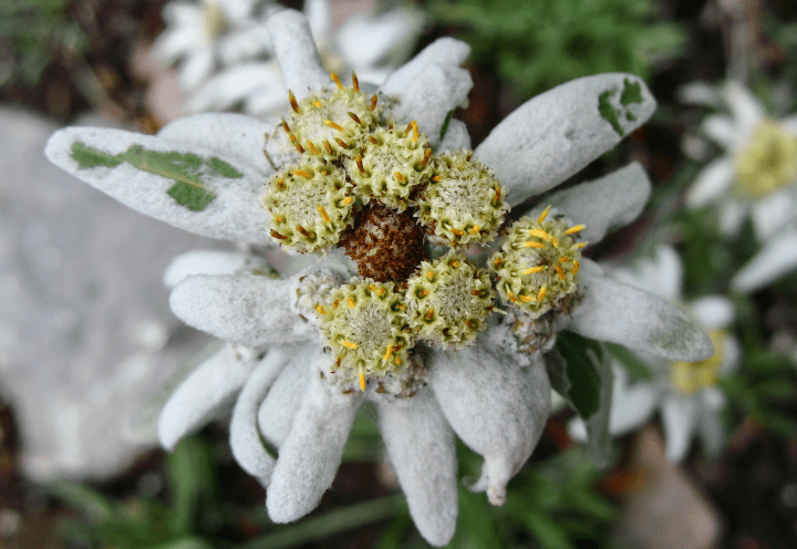 close up photograph of white flower with green leaves