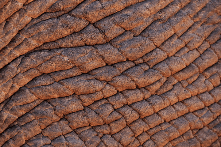 close up photograph of reddish brown elephant skin