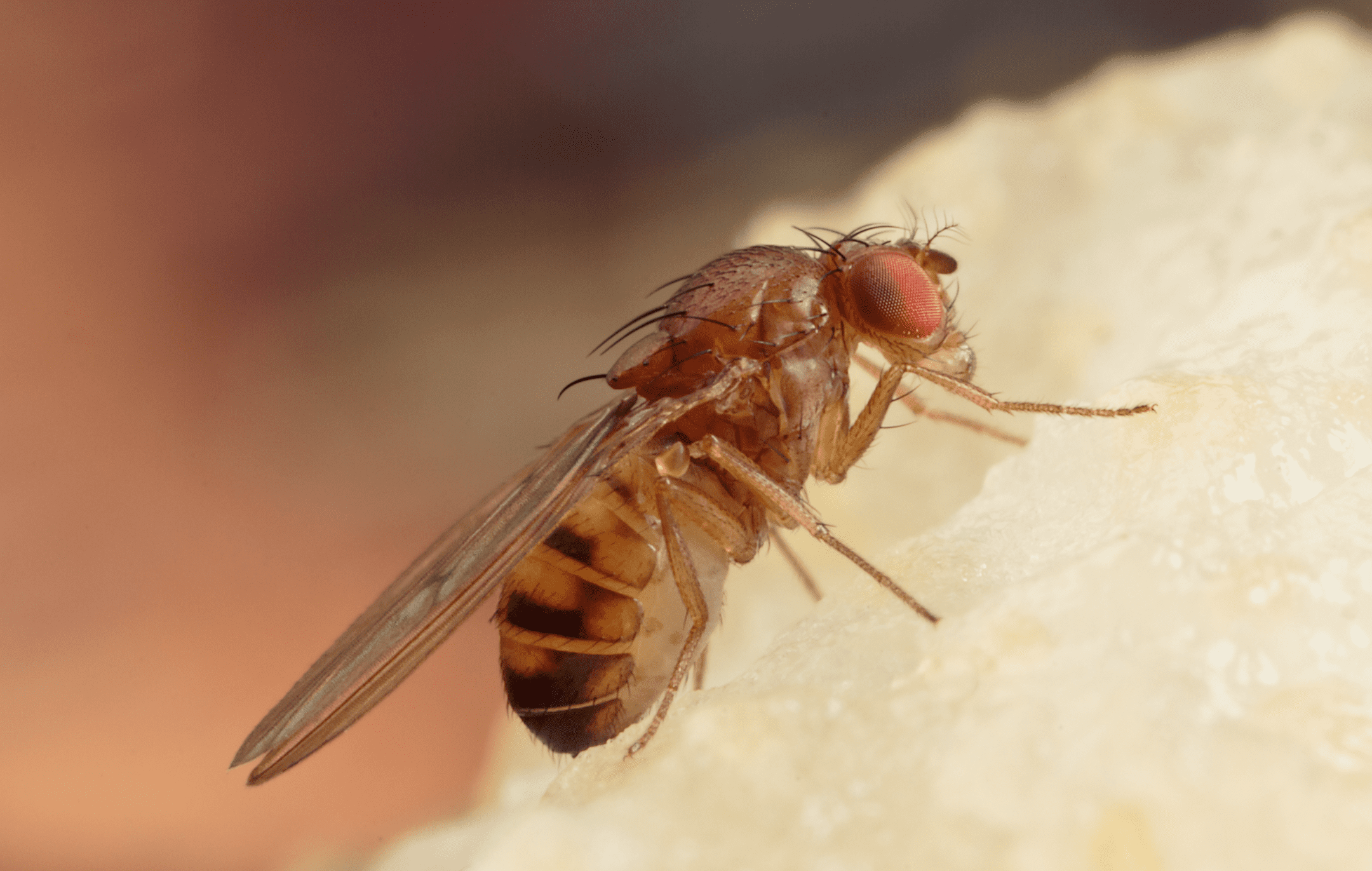 photograph of fruit fly on fruit