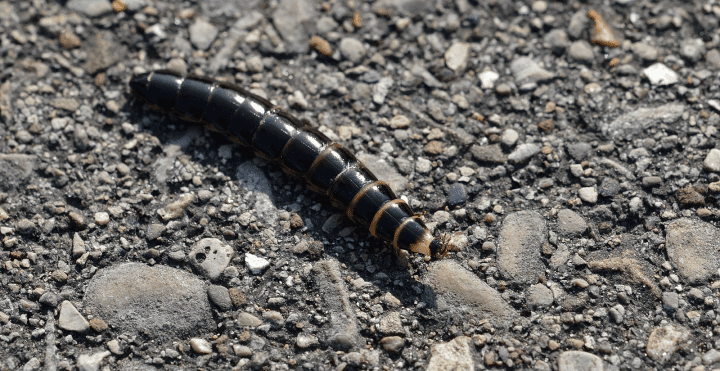 black beetle larva crawling across ground