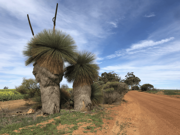 landscape photograph of a blue sky and trees next to a dirt road