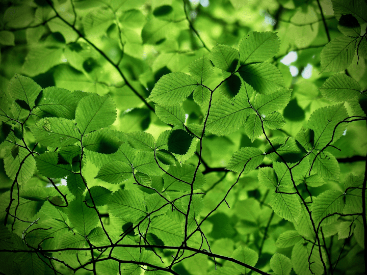 close up photograph of green leaves during the daytime