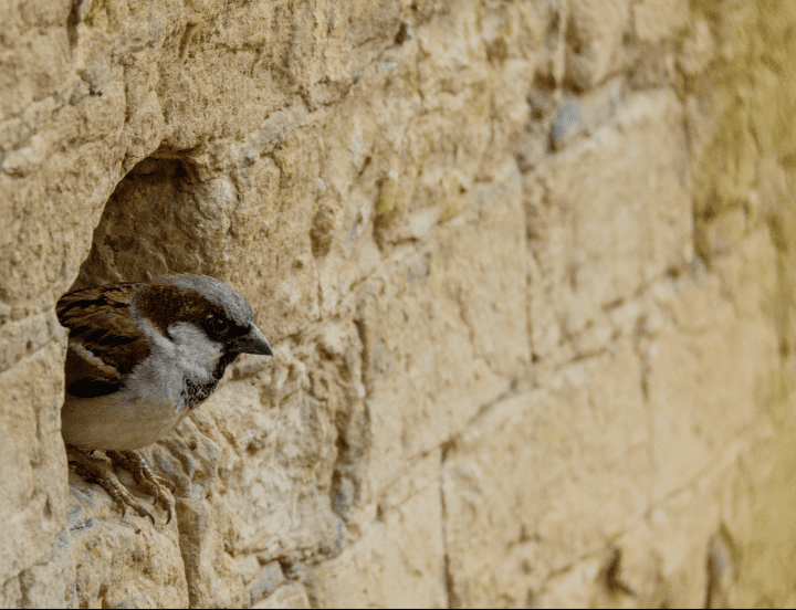 photograph of a brown, white and black bird perched at the opening of nest