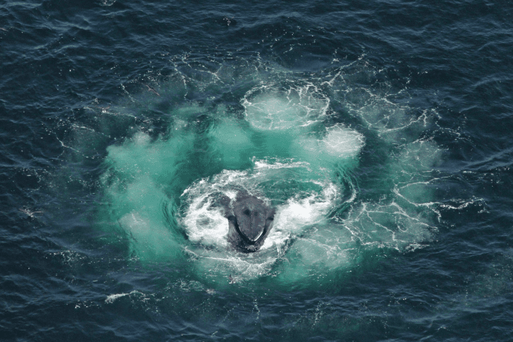 aerial photograph of whale catching prey in blue water