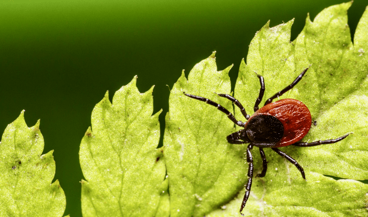brown and black tick on green leaf