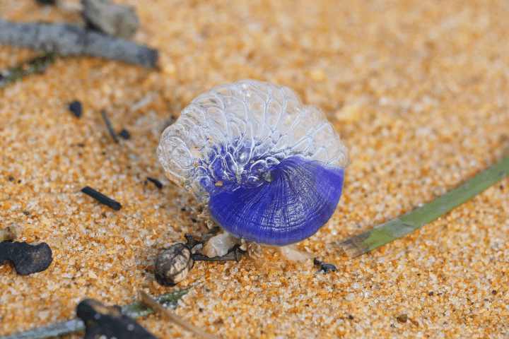a snail with a purple shell has bubbles come from its shell on a beach