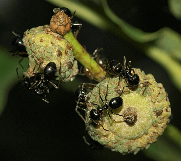 black ants crawl on an aphid colony on a plant