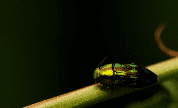 green and red metallic beetle on a green plant