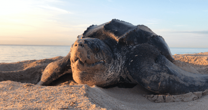close up photograph of black sea turtle laying on sand