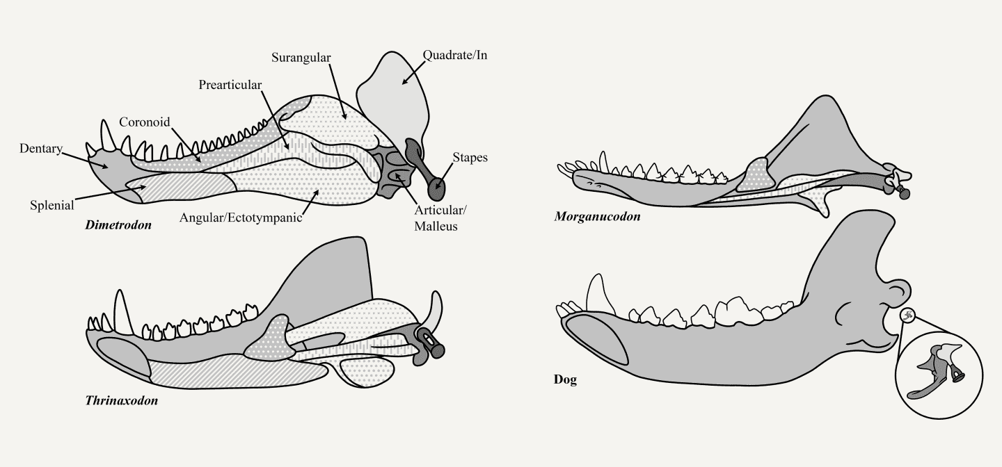 Drawings showing adaptation of jaw bones to ear bones