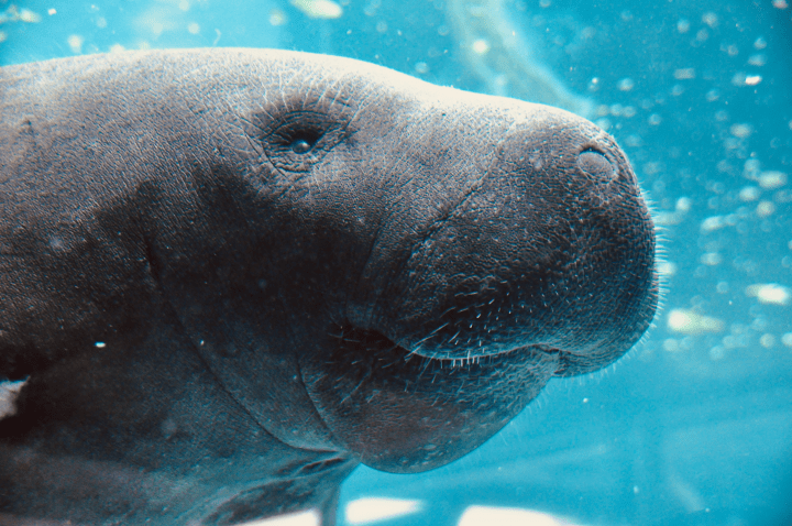 close up photo of gray manatee underwater