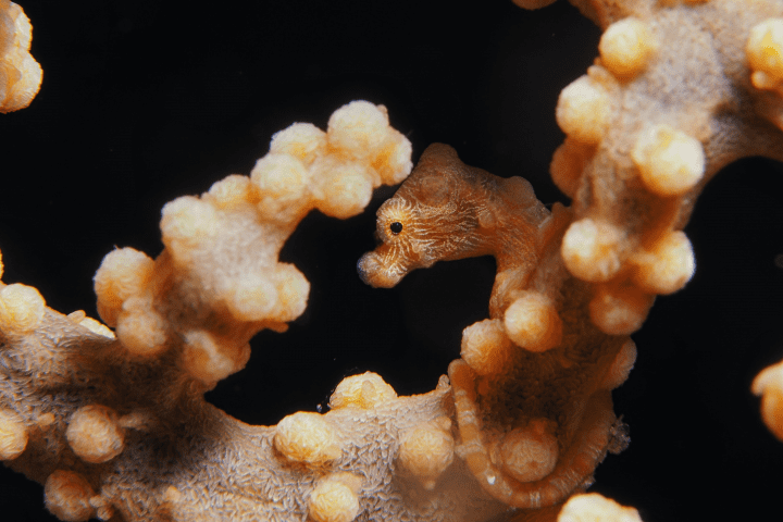 orange and white seahorse on orange and white coral reef