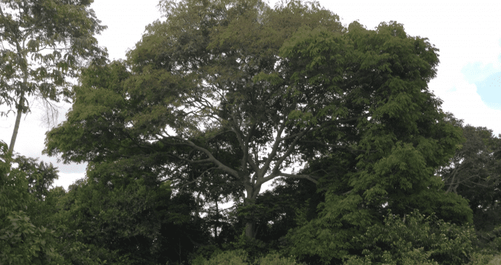 photograph of trees and grass during the day