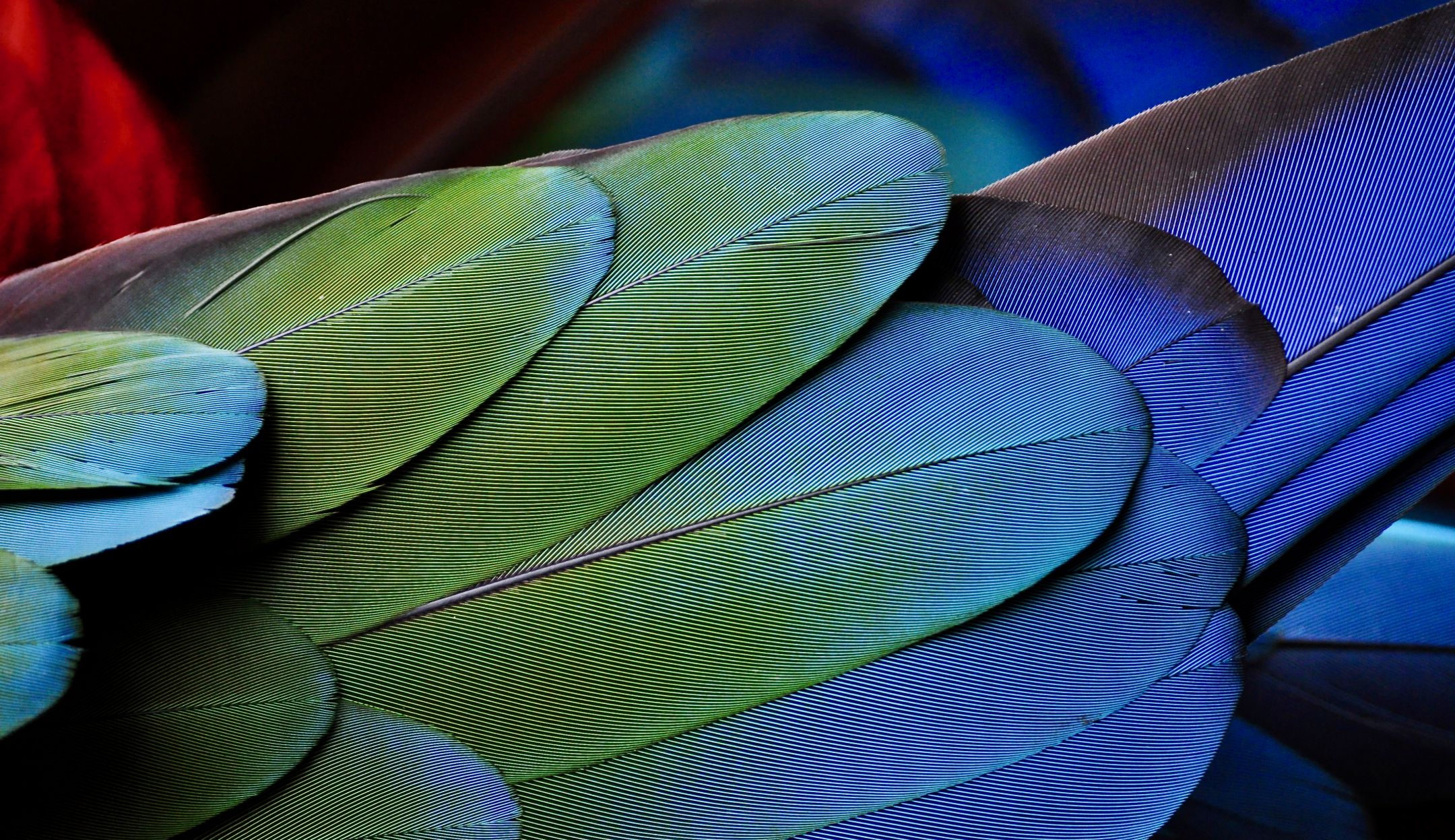 close up photograph of blue, green, and red bird feathers