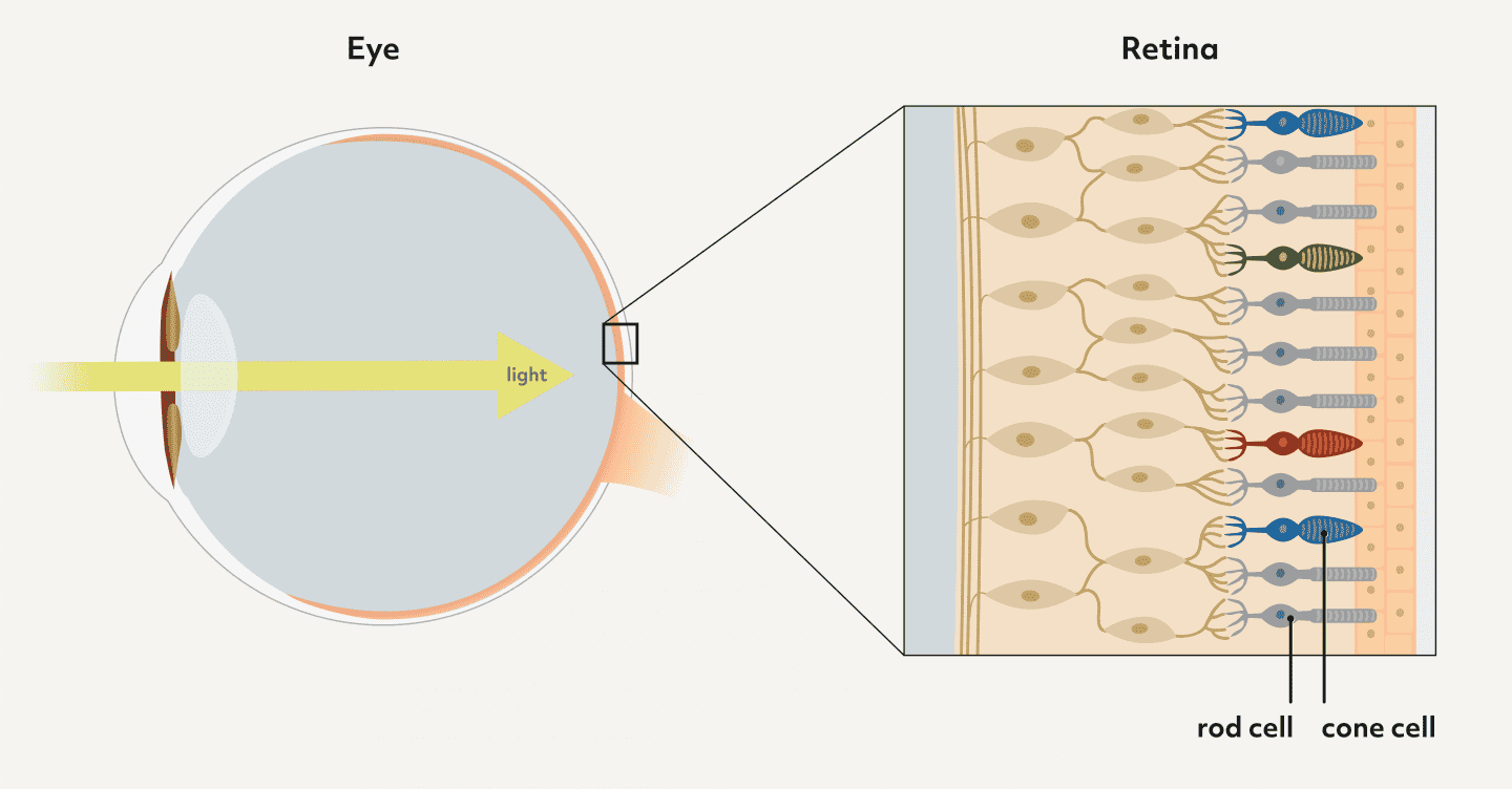 Photoreceptor cells in the eye
