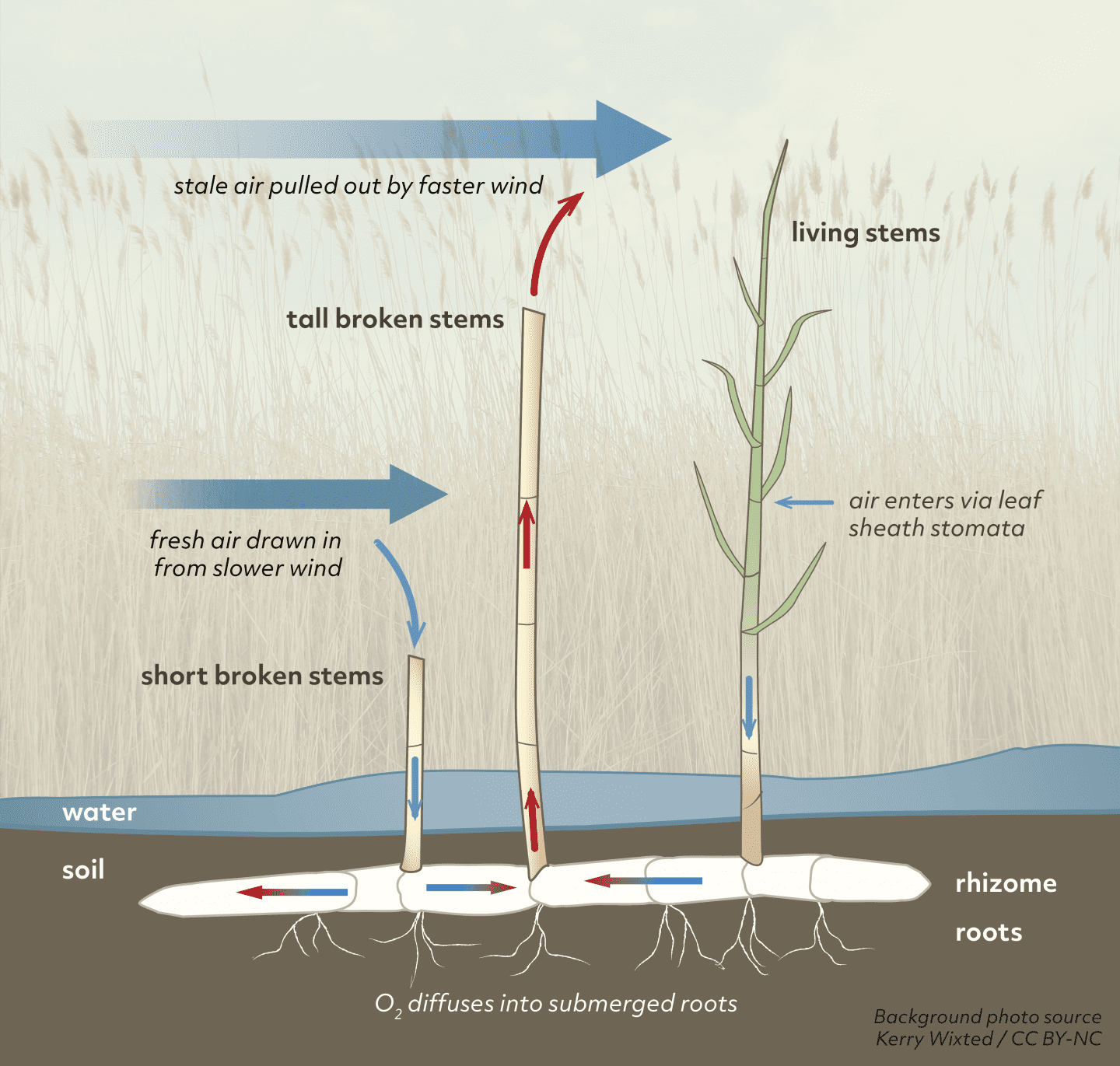 Illustration of air moving through reeds into roots