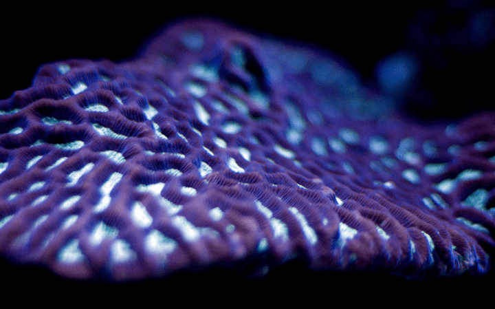 close up photograph of purple coral