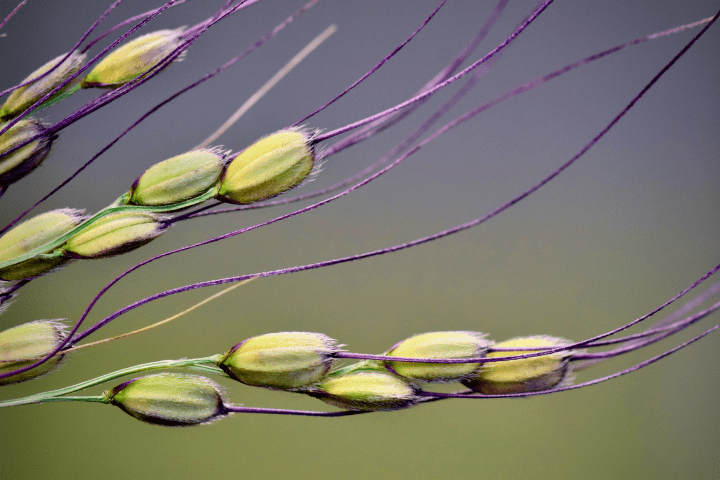 close up photo of green and purple plant