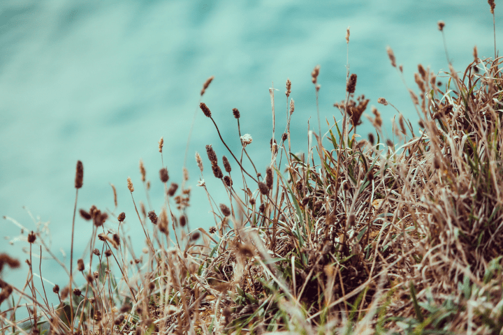 close up of brown and green plants against blue sky