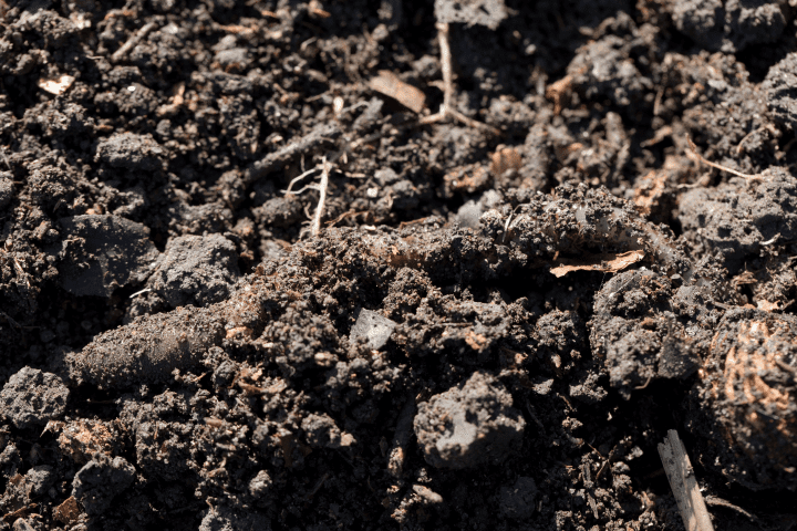 close up photograph of dark brown soil during the day