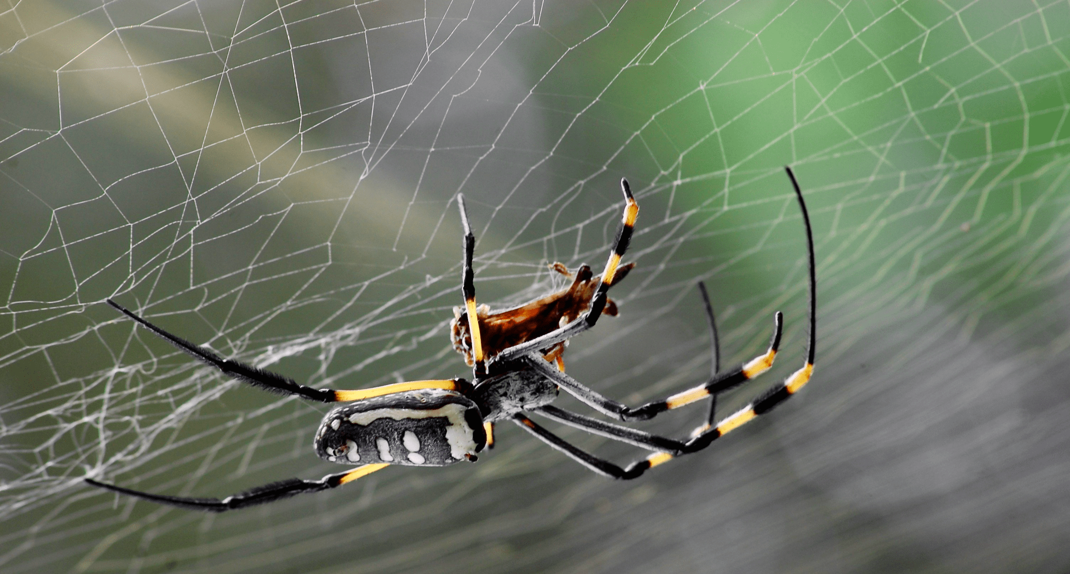 black, yellow, and white spider on web during the daytime