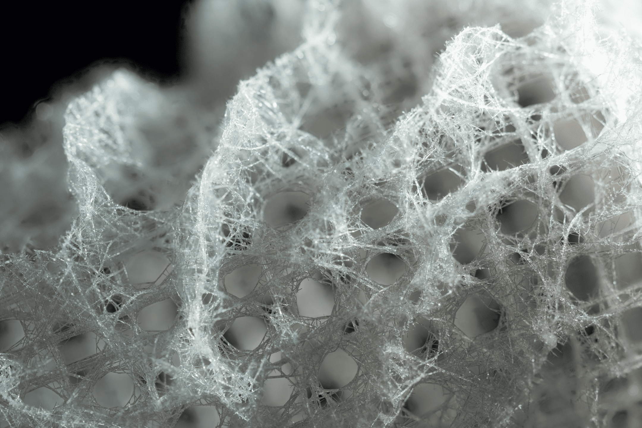 close up photograph of white sea sponge