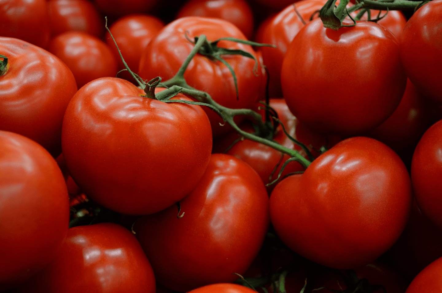 close up photography of red tomatoes on green vine